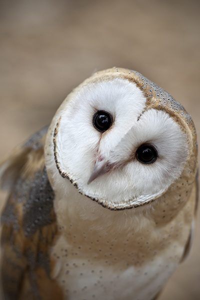 A closeup portrait of a 3 month old Barn Owl (Tyto alba) looking cute for the camera.