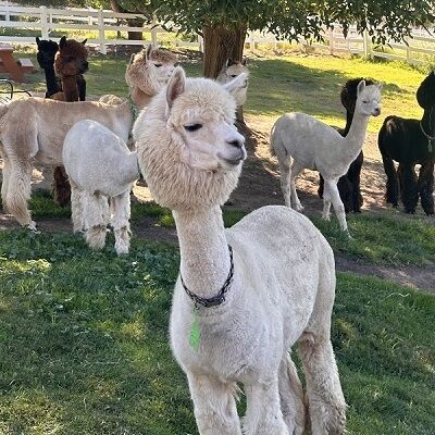 Alpacas