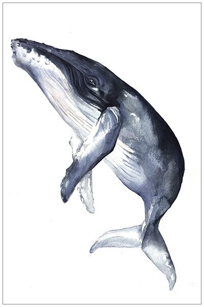 Tonga, humpback whale, (watercolor) by Kelly Clause (kellyclause.com)