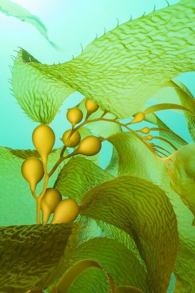 © RALPH A. CLEVENGER